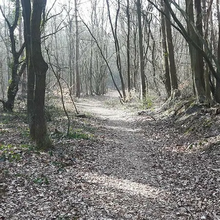 Boslust - De Veluwe *