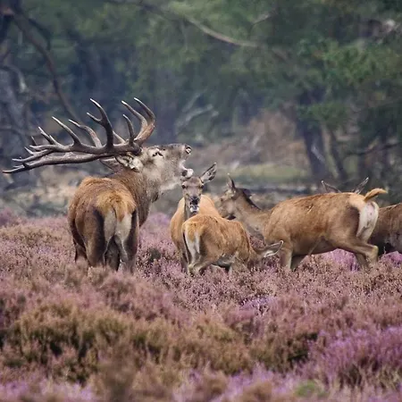 Boslust - De Veluwe Nunspeet